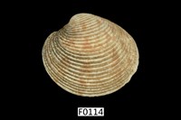 藏品(維納斯簾蛤 )的圖片